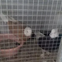 کبوتر|پرنده|اصفهان, بهارستان|دیوار