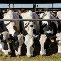 کارگر گاوداری