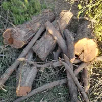 برش درخت|خدمات باغبانی و درختکاری|اهواز, شهرک برق|دیوار