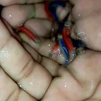 زبرا دانیو|ماهی|تربت‌حیدریه, باغ سلطانی|دیوار