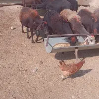 ۷۰راس کاور و میش قره غزل جنس عتیقه،|حیوانات مزرعه|مشهد, شهرک مطهری|دیوار