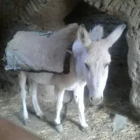 الاغ فروشی هست