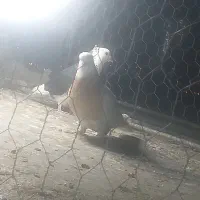 قره شامی نرو ماده طوقی زرد ولیلک