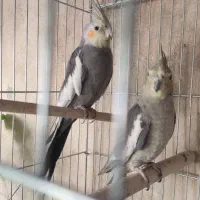 عروس هلندی بشرط مولد بودن|پرنده|آبدانان, |دیوار