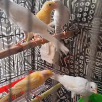 قناری|پرنده|قم, نوبهار|دیوار