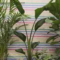 نیکولای .اریکا.لیندا