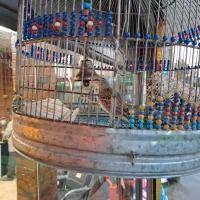 سره خاکی دهن هزار|پرنده|قدس, شهر‌قدس|دیوار