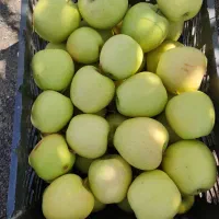 اجاره ۶ هکتار|اجارهٔ دفتر صنعتی، کشاورزی، تجاری|مرند, |دیوار