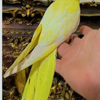 عروس هلندی ماده