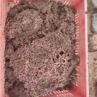 کرم کشاورزی|خدمات باغبانی و درختکاری|شیراز, گود خزینه|دیوار