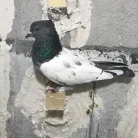 سینه سیاه ، کله ، سینه سبز|پرنده|شیراز, آزادگان|دیوار