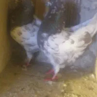 کفتر کله ای|پرنده|بستان آباد, |دیوار