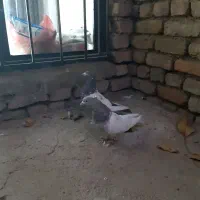 یجفت سینه ای دوعدد نر|پرنده|الیگودرز, |دیوار