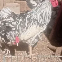 دو عدد خروس|حیوانات مزرعه|قم, ولیعصر|دیوار