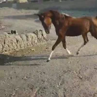 مادیان و کره