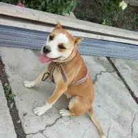 سگ گمشده|سگ|نوشین شهر, |دیوار