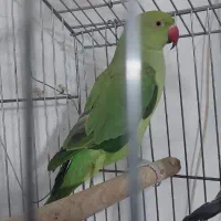 طوطی ملنگو ماده یه سال نیم سخن گو