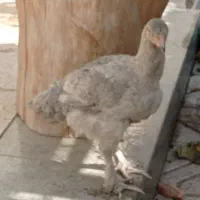 مرغ نژاد دار برهما لهستانی آمروک|حیوانات مزرعه|گلبهار, شهر جدید گلبهار|دیوار