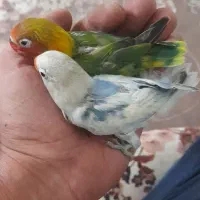 طوطی برزیلی دستی|پرنده|پاکدشت, پاکدشت (مامازند)|دیوار