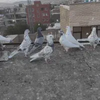 کفترغریبگیر