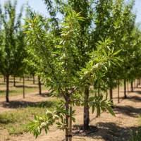 سرمایهگذاری با نهال بادام آذرشکوفه با سود بالا