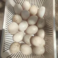 تخم مرغ و تخم اردک اسرائیلی