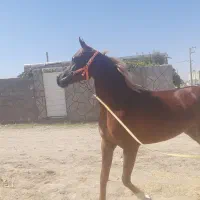 اسب دو سر وارداتی