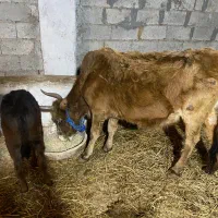 گاو آبستن با گوساله ماده