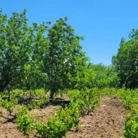 باغ انگور|فروش زمین و ملک کلنگی|ضیاء آباد, |دیوار