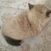 اسکاتیش فولد لانگ هیر و بریتیش هیمالین|گربه|سقز, |دیوار