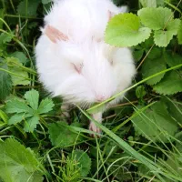 خوکچه های رنگا رنگ|موش و خرگوش|کوچصفهان, |دیوار