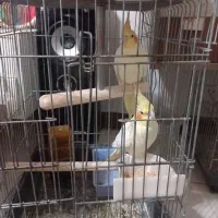 عروس هلندی لوتینو ابلغ دوکت آلبینو|پرنده|شاهدشهر, |دیوار