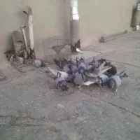 کبوتر بسیار ناب و کمیاب