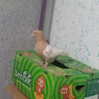 کبوتر|پرنده|خفر, |دیوار