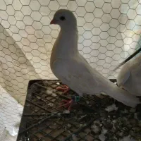 مایه به معاوضه|پرنده|سیسخت, |دیوار