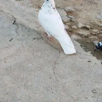 کبوترپرشتی|پرنده|کوهدشت, |دیوار