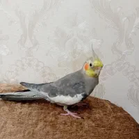 عروس هلندی نر سخنگو فیلمش خواستی میفرستم