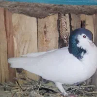 کبوتر