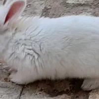 خرگوش آلبینو|موش و خرگوش|سمنان, |دیوار