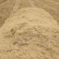 کاه مرغوب اطراف فامنین