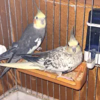 عروس هلندی|پرنده|سلماس, |دیوار