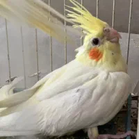 عروس هلندی|پرنده|لامرد, |دیوار