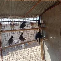 کفتر|پرنده|اردبیل, |دیوار