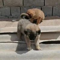 پژدر سرابی