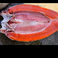 اولین عرضه کننده ماهی زنده در نیشابور