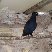 4 عدد زاغ پرشی