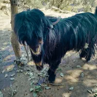 بز وبیگ|حیوانات مزرعه|شوشتر, |دیوار