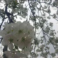 فروش ۱۰۰۰ متر باغ، به بالا|فروش زمین و ملک کلنگی|تهران, شهران شمالی|دیوار