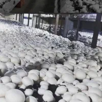 مزرعه قارچ حاجی..فروش عمده