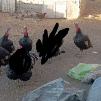 بقلمون محلی نر